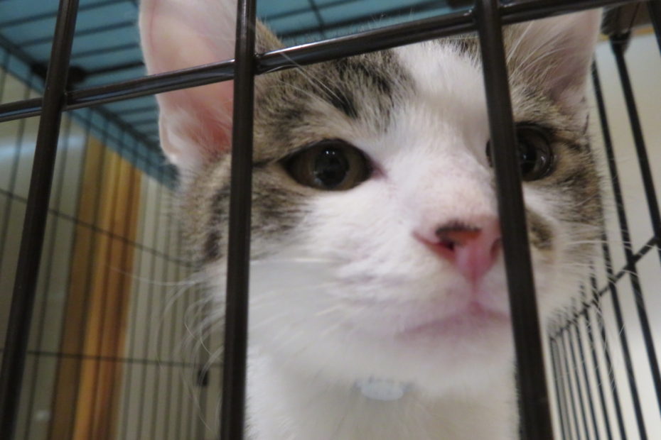 長野市保健所の保護猫